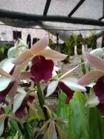 Phaius Microburst