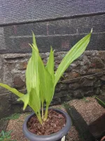 Phaius Microburst - Foto 2