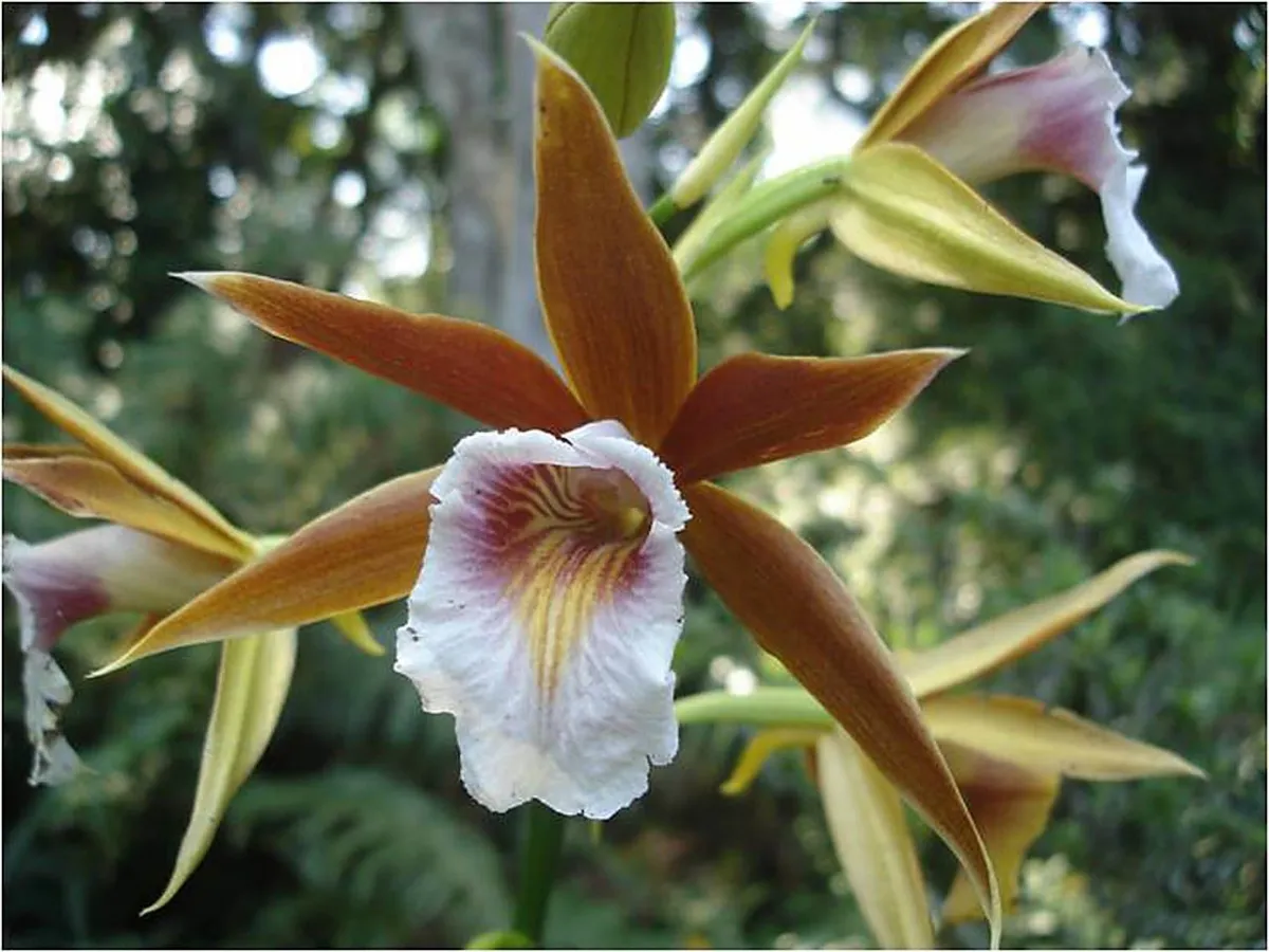 Phaius Wallichii