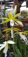 Phaius Tankervilleae Albo