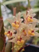 Eria Xanthocheila