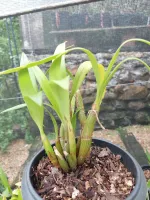 Eria Xanthocheila - Foto 2