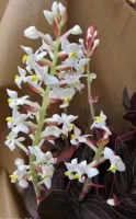 Ludisia Discolor