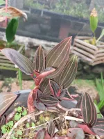 Ludisia Discolor - Foto 2