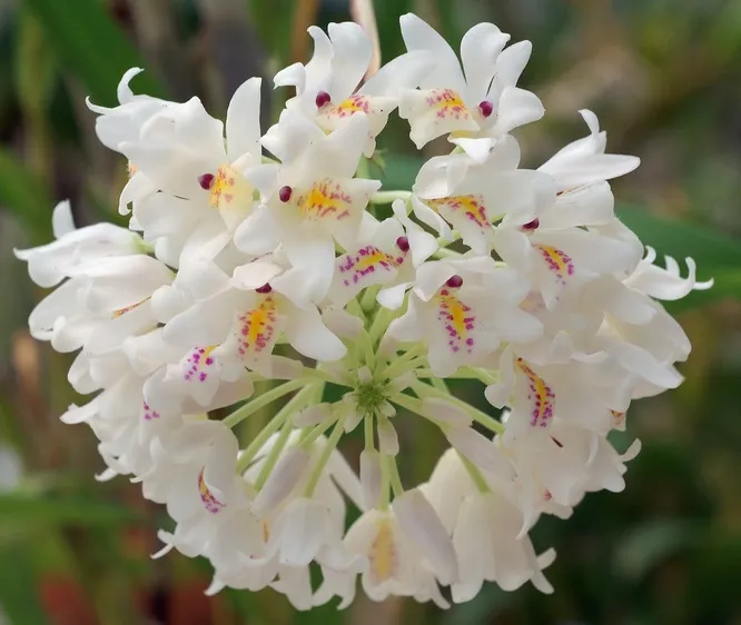 Neobenthamia Gracilis Imagem