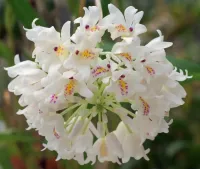 Neobenthamia Gracilis