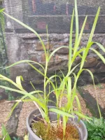 Neobenthamia Gracilis - Foto 2