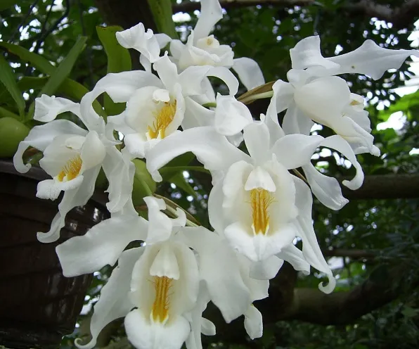 Coelogyne Cristata
