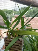 Coelogyne Cristata - Foto 2