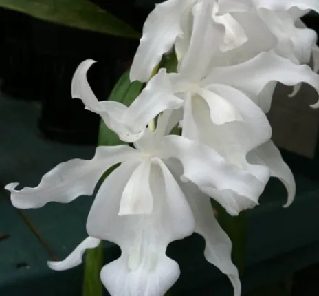 Coelogyne Cristata Hololeuca