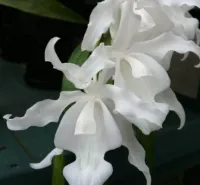 Coelogyne Cristata Hololeuca