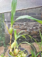 Coelogyne Cristata Hololeuca - Foto 2