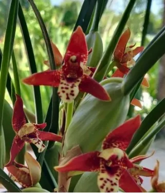 Maxillaria Tenuifolia