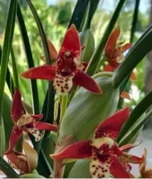 Maxillaria Tenuifolia