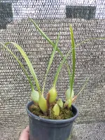 Maxillaria Tenuifolia - Foto 2