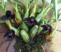 Maxillaria Schunkeana
