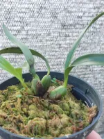 Maxillaria Schunkeana - Foto 2