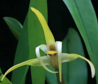 Maxillaria Bradei Imagem