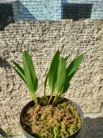 Maxillaria Bradei - Foto 2