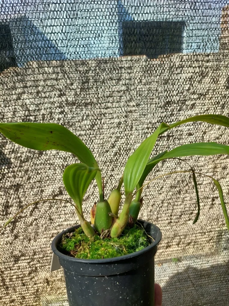 Pholidota Pallida