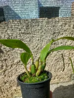 Pholidota Pallida