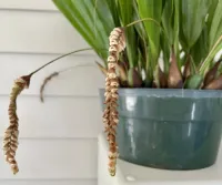Pholidota Pallida - Foto 2