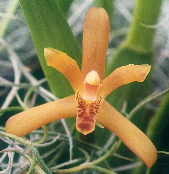 Maxillaria Rufescens