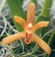 Maxillaria Rufescens