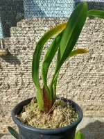 Maxillaria Rufescens - Foto 2