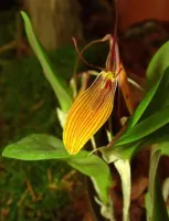 Restrepia Brachypus