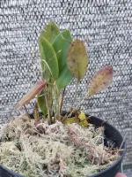 Restrepia Brachypus - Foto 2