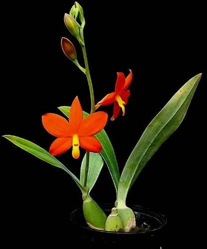 Encyclia Vitellina