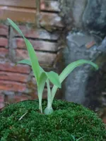 Encyclia Vitellina - Foto 2