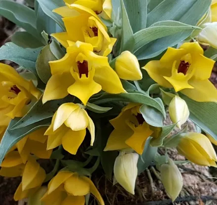 Promenaea Xantina