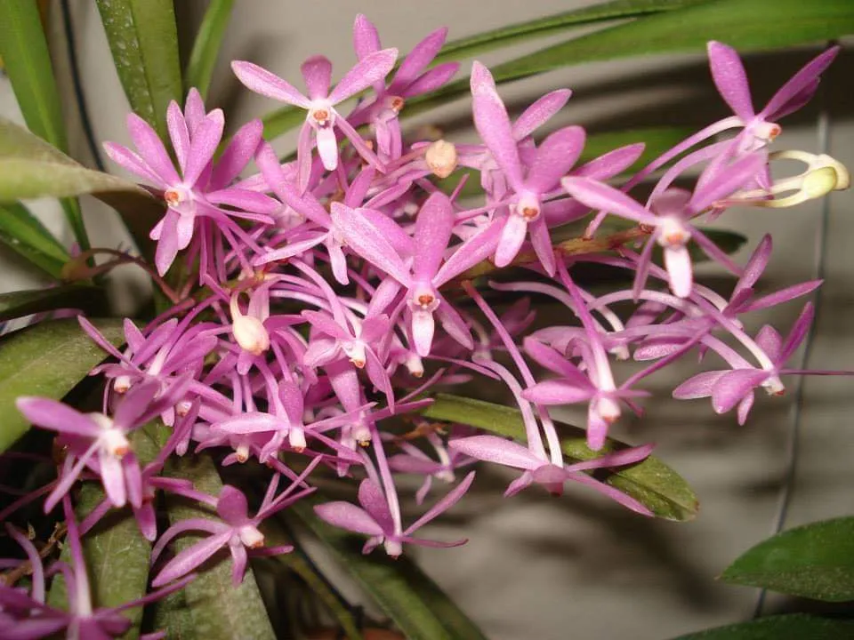 Ascofinetia Cherry Blosson x Neofinetia Falcata