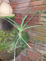 Ascofinetia Cherry Blosson x Neofinetia Falcata - Foto 2