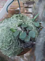 Sophronitis Brevipedunculata - Foto 2