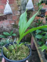 Angulocaste Olympus - Foto 2