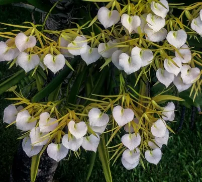 Brassavola Nodosa