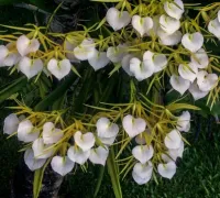Brassavola Nodosa