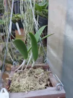 Brassavola Nodosa - Foto 2