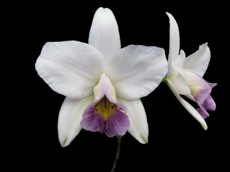 Laelia Anceps Coerulea  