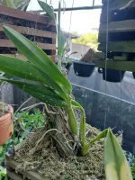 Laelia Anceps Coerulea   - Foto 2