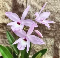 Laelia Rubescens 