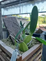 Laelia Rubescens  - Foto 2