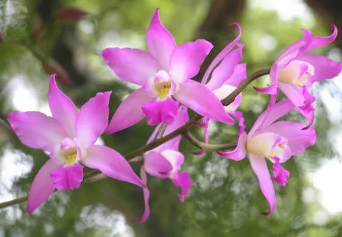 Laelia Autumnalis 