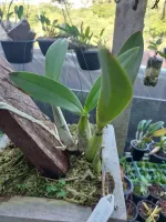 Laelia Autumnalis  - Foto 2
