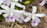 Laelia Lundii Coerulea