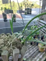 Laelia Lundii Coerulea - Foto 2