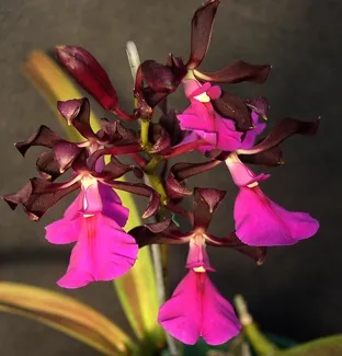 Encyclia Cordigera Imagem